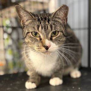 Hi my name is Meow-Meow My owner can no longer take care of me I am a quiet cat I