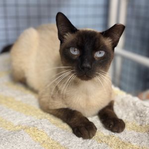 Hi my name is Ollie My owner can no longer take care of me I am sweet boy that loves