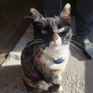 Kaz Fisher, Adult Female Domestic Short Hair