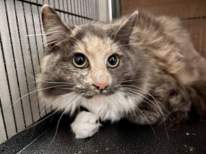 Belle (Barn Home ONLY), Adult Female Domestic Long Hair