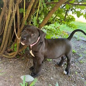 Update from her foster  She is doing great She settles in her crate fairly quickly and even goes i