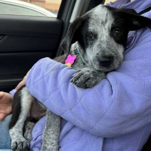 Duke just arrived from Texas He has started his puppy vaccines and is ready for adoption