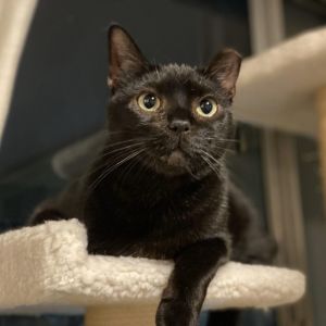 Akaza is a quirky and playful kitty with lots of love to give He does best with