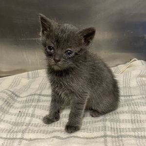 Julia Child Domestic Short Hair Cat
