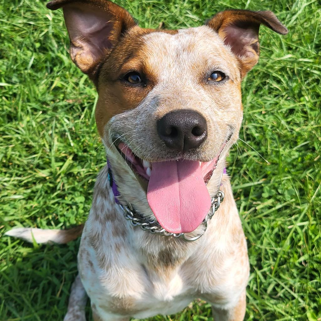 Banjo