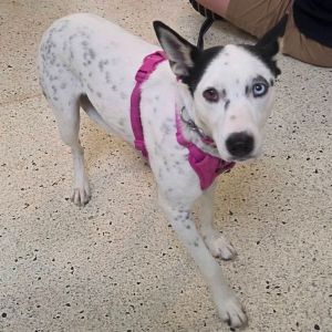 Sugar, Adult Female unknown