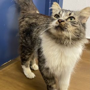 Meet Rune - The Catnip Connoisseur with a Heart of Gold Looking for a cat with both inner and outer