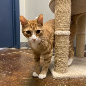 Meet Elijah Elijah is a stunning 4-month-old orange and white kitten with a playful and curious per