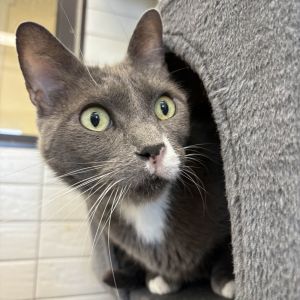 Meet Kingsley  Mystique - A Magnificent Mysterious Bonded Pair Some cats have a story that deserve