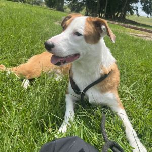Brooklyn, Adult Female Labrador Retriever