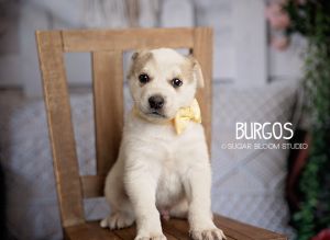 Burgos, Baby Male unknown