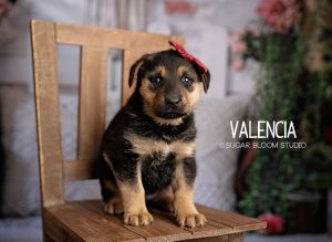 Valencia, Baby Female Shepherd