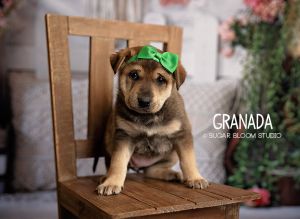Granada, Baby Female unknown
