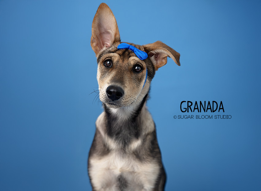 Granada