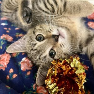 Leyland, Baby Male Domestic Short Hair