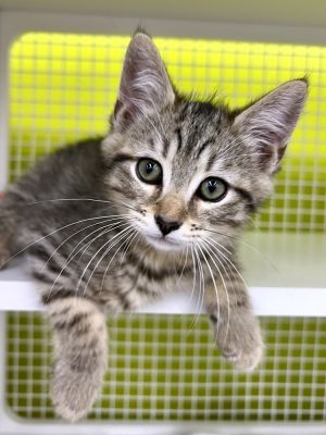 Linden ** ADOPTION PENDING **, Baby Male Domestic Short Hair