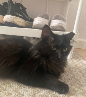 kat, Adult Female unknown