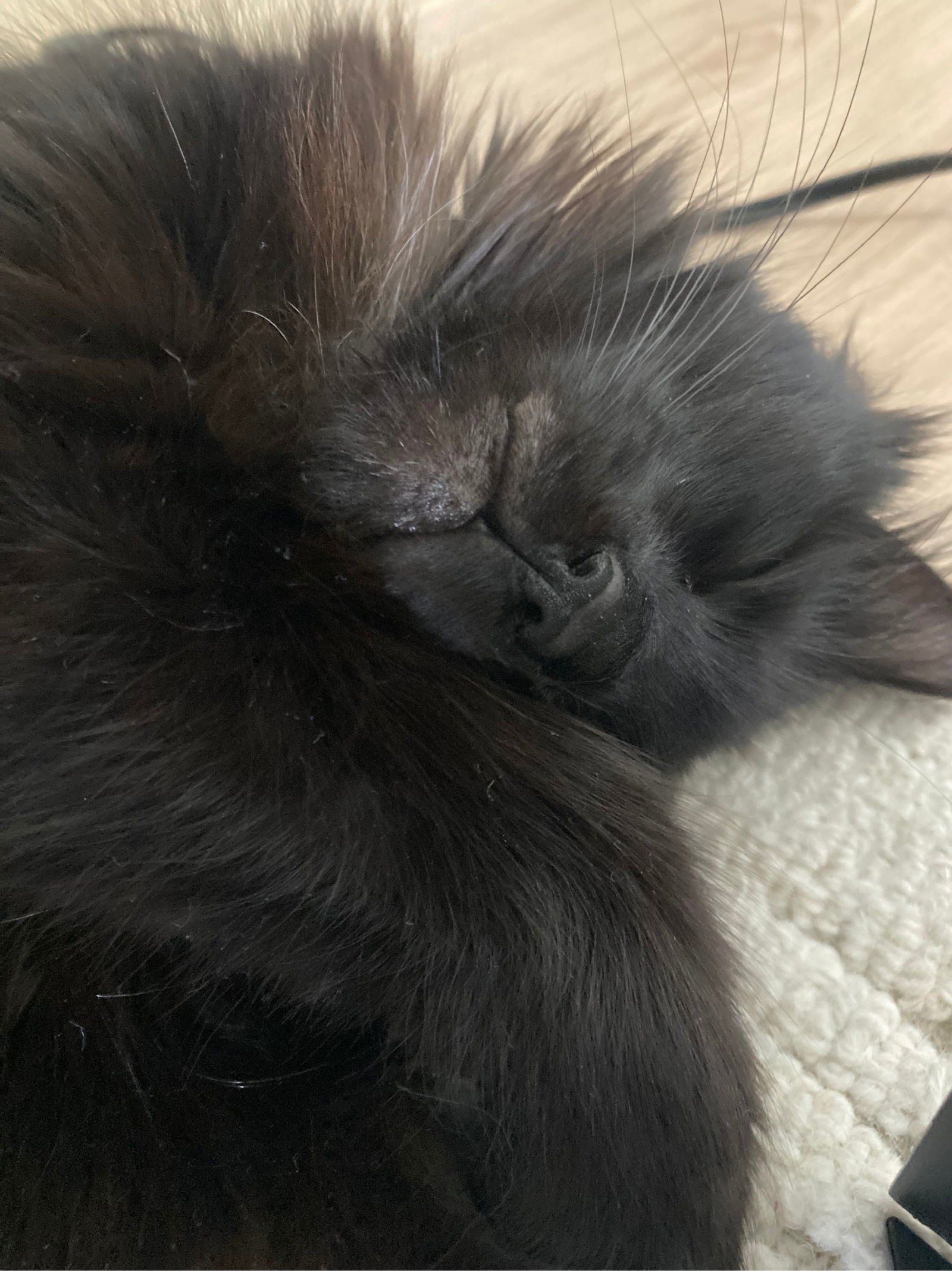 kat