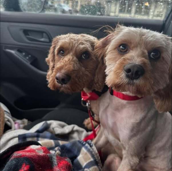 Parker and Quinn BONDED MUST STAY TOGETHER