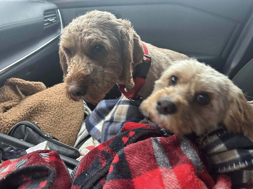 Parker and Quinn BONDED MUST STAY TOGETHER