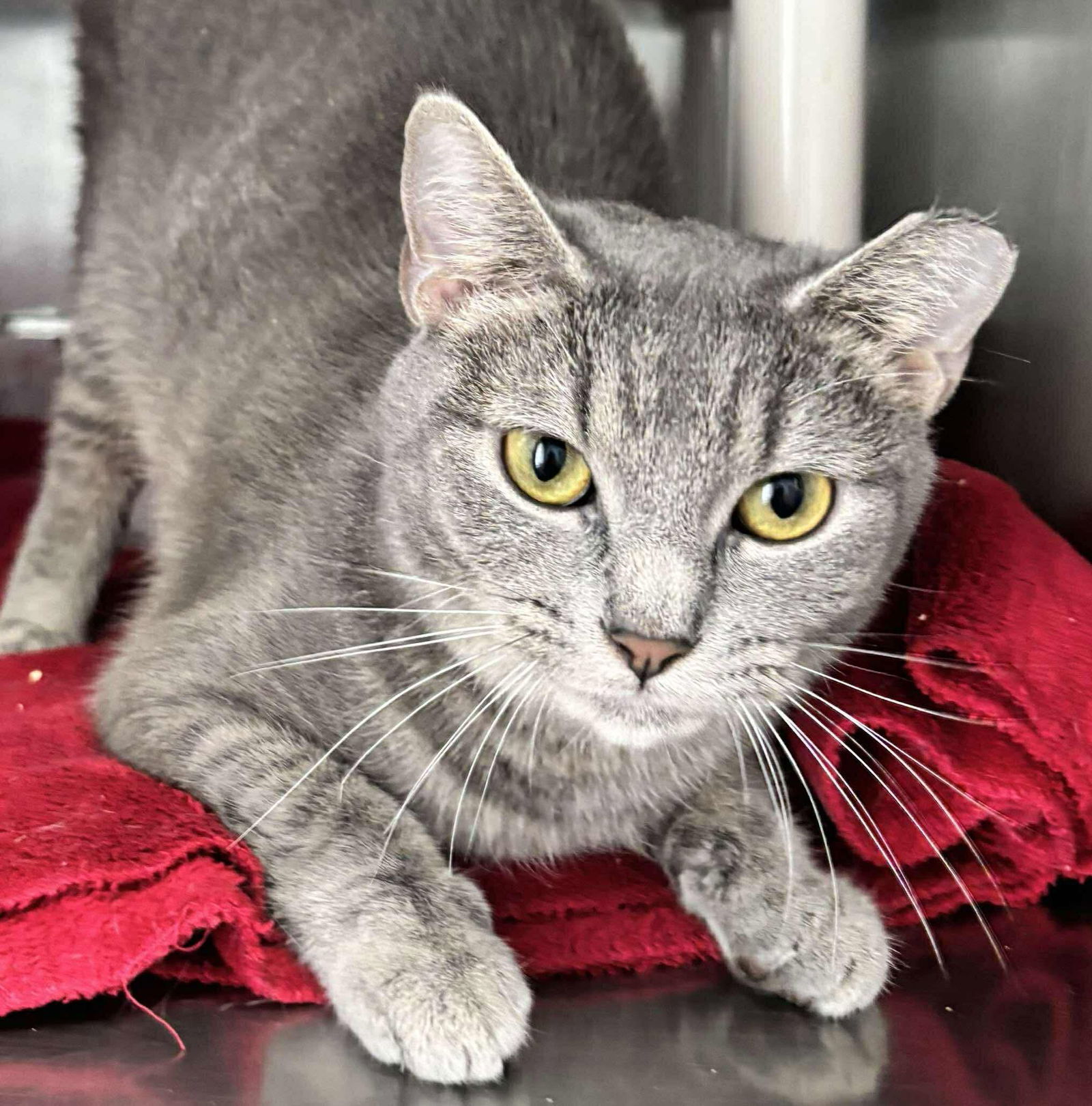 Cleo: At shelter