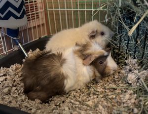 Sonny and Rico, Young Male Guinea Pig