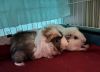 Sonny and Rico photo 2