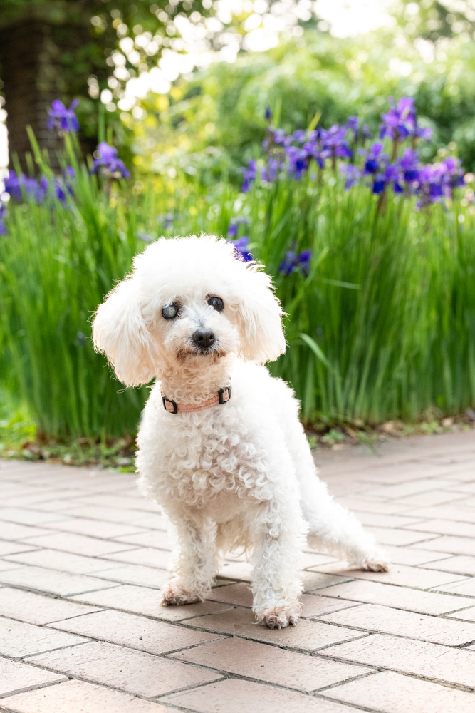 Tilly