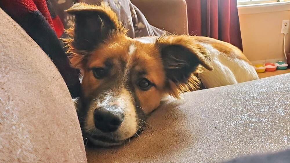 Koa