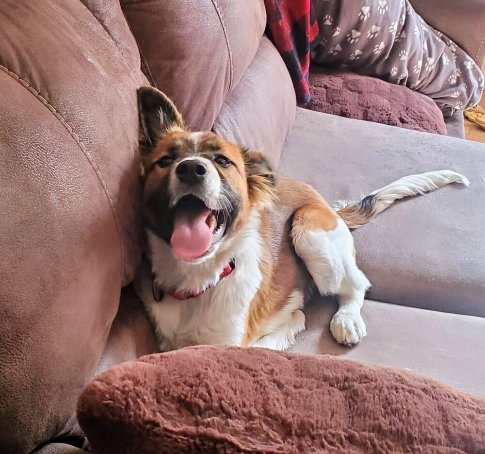 Koa