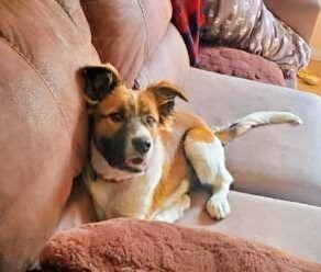 Koa