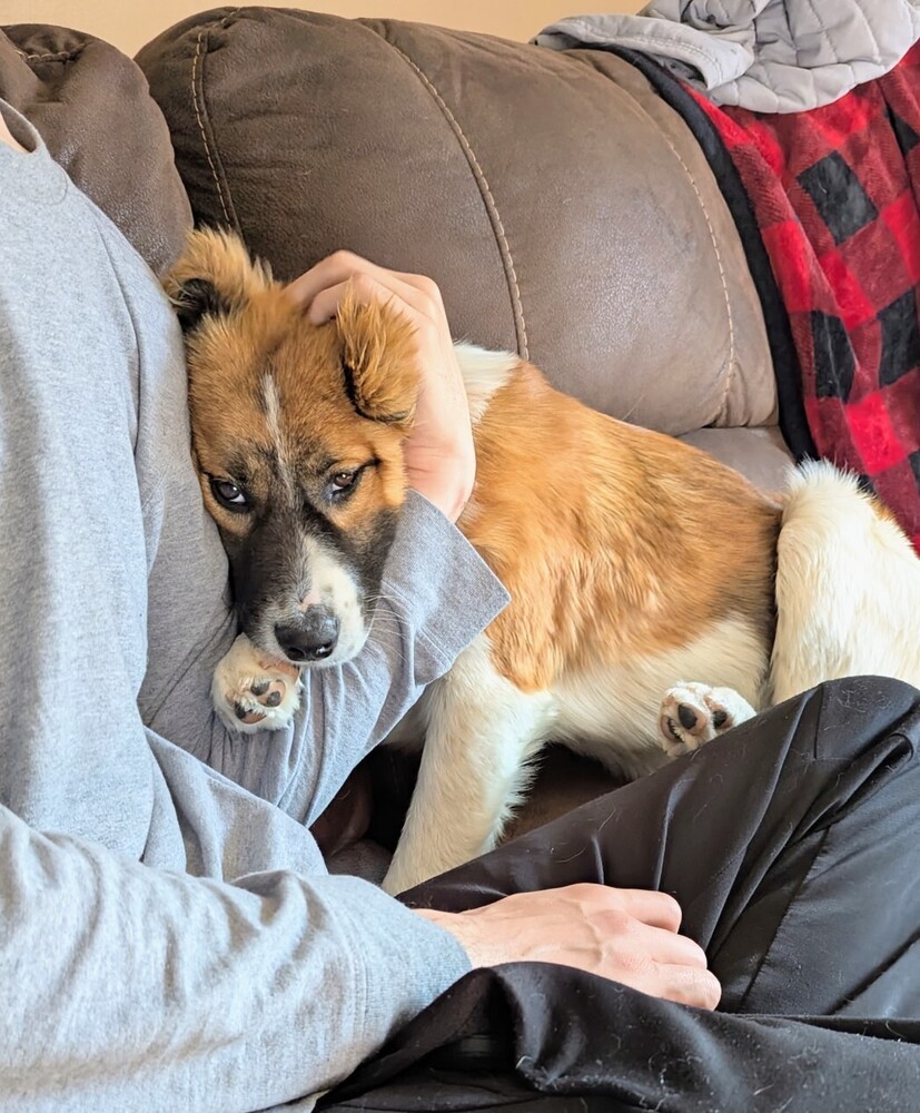 Koa