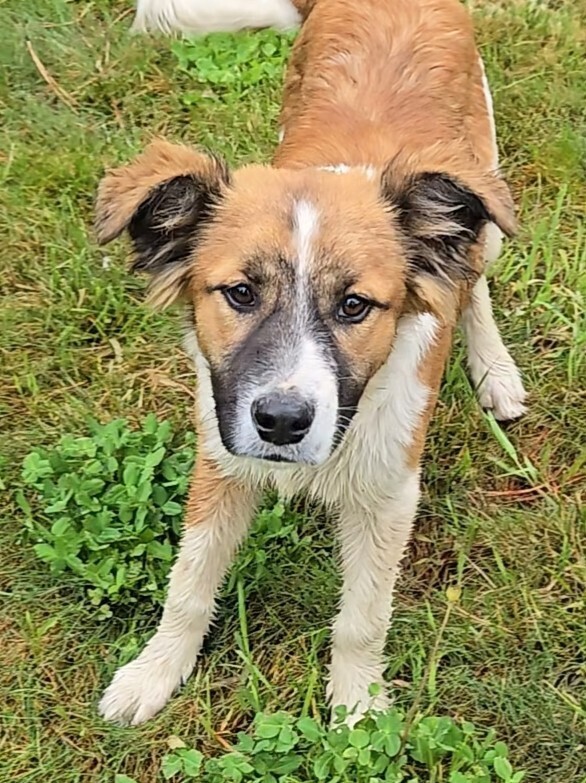 Koa