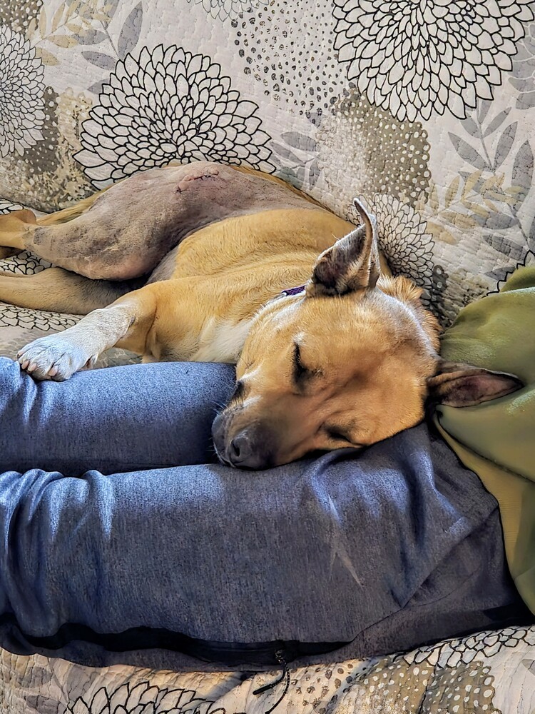 Tala
