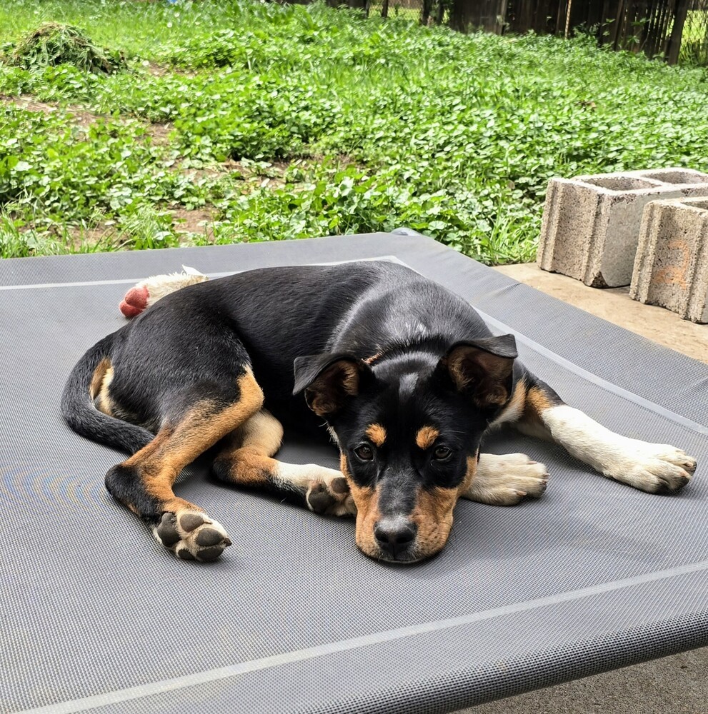 Dakota