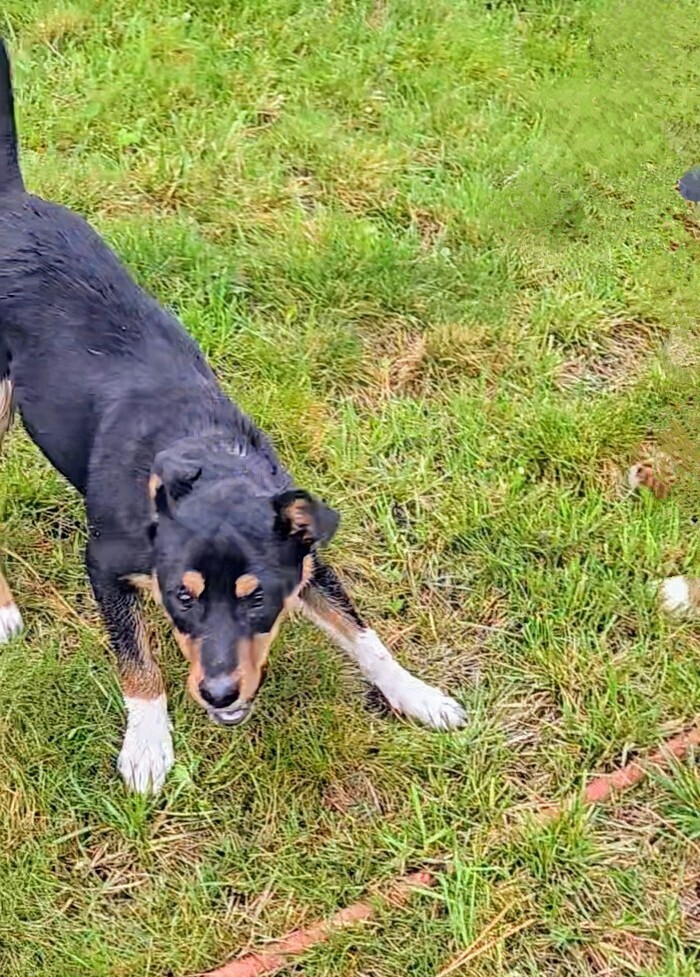 Dakota