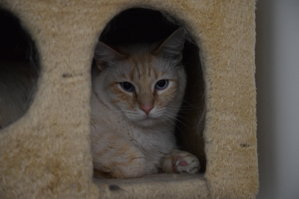 Pepper, an adoptable Siamese in Salmon, ID, 83467 | Photo Image 1