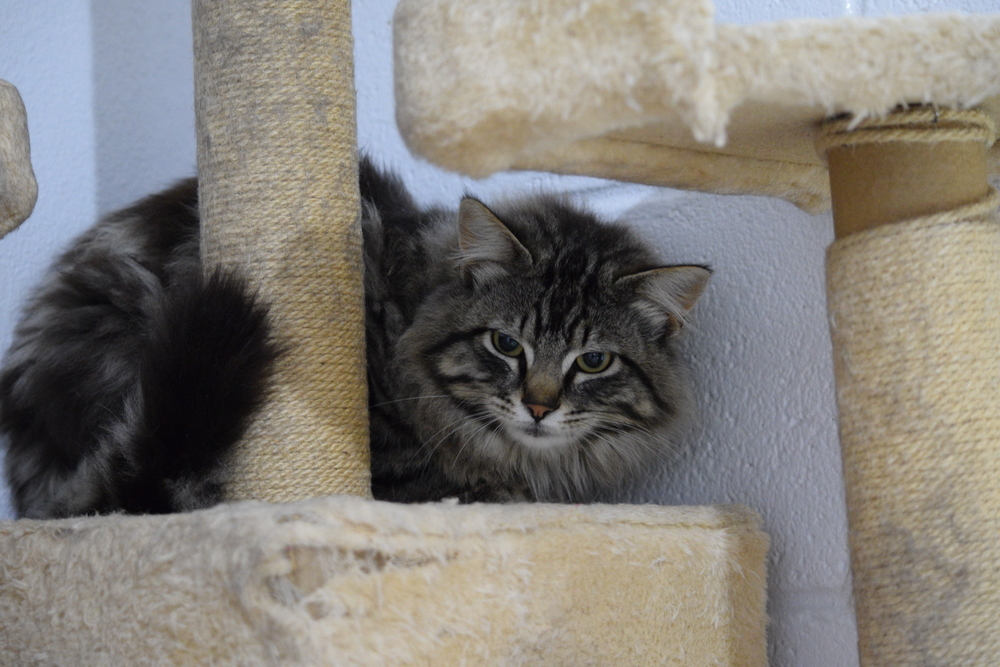 Flynn, an adoptable Domestic Long Hair in Salmon, ID, 83467 | Photo Image 1