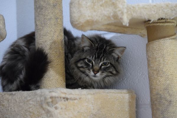Pet Image