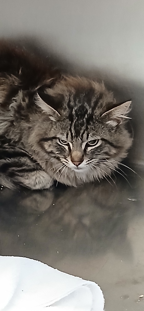 Flynn, an adoptable Domestic Long Hair in Salmon, ID, 83467 | Photo Image 2