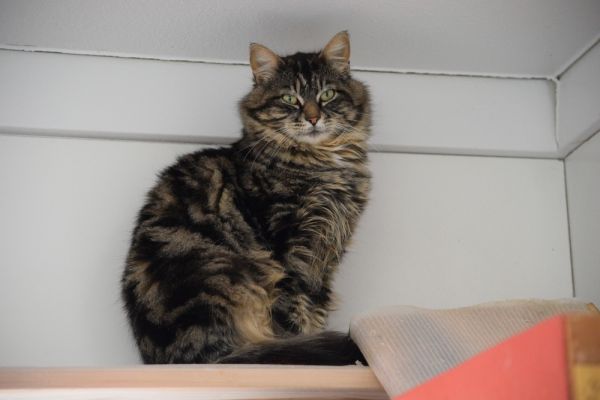 Pet Image