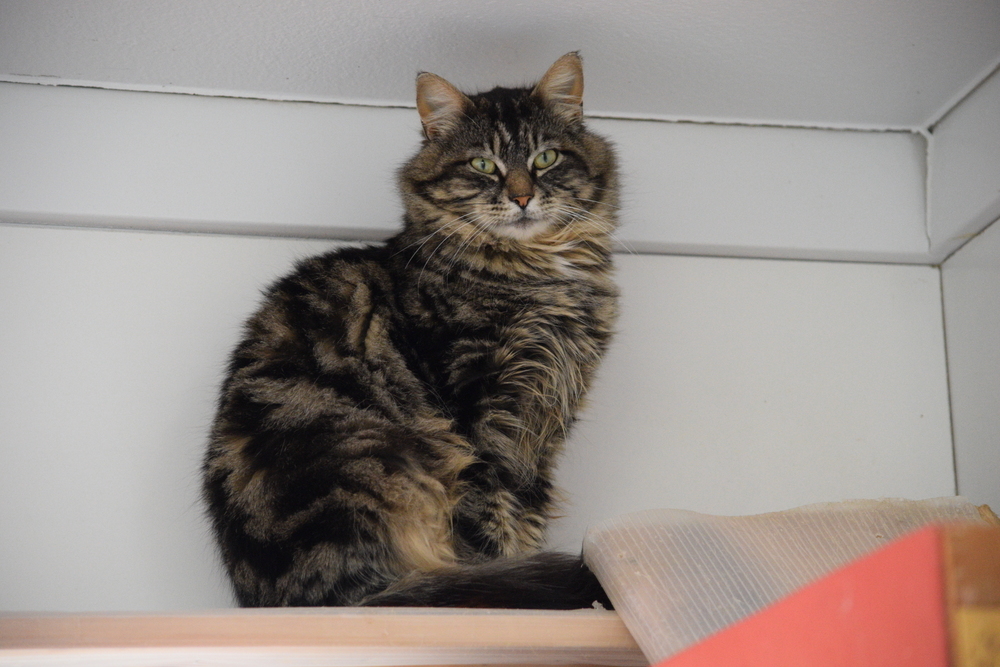 Rapunzel, an adoptable Domestic Long Hair in Salmon, ID, 83467 | Photo Image 1