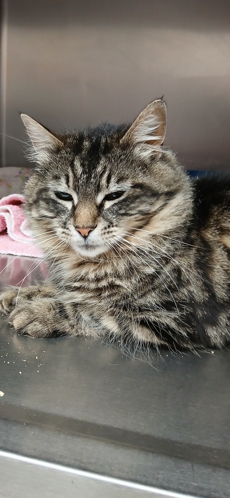 Rapunzel, an adoptable Domestic Long Hair in Salmon, ID, 83467 | Photo Image 2