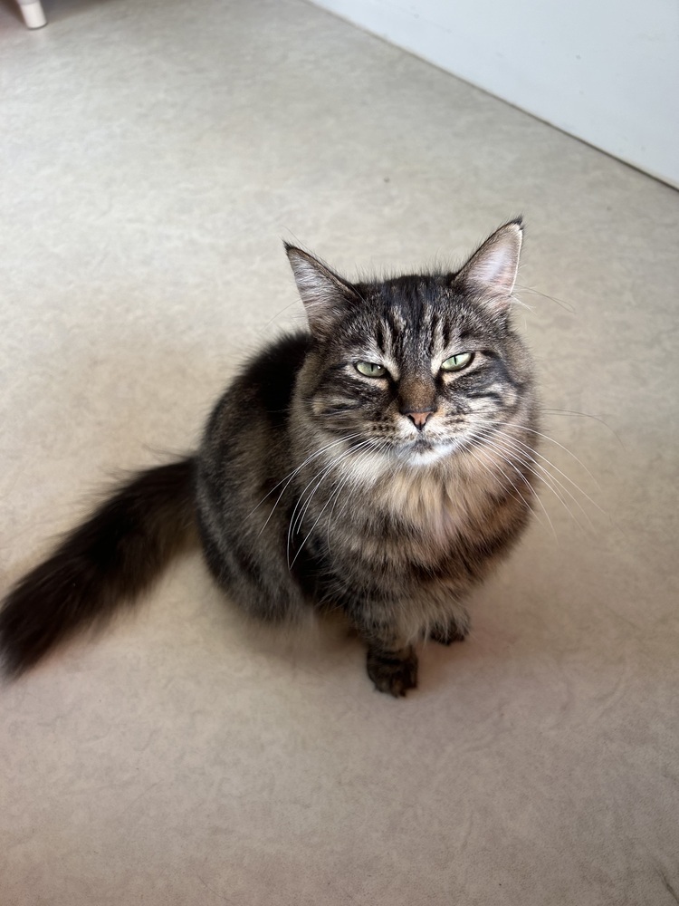 Rapunzel, an adoptable Domestic Long Hair in Salmon, ID, 83467 | Photo Image 3