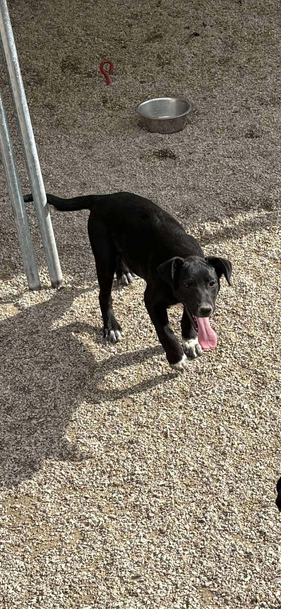 Xavier, an adoptable Shepherd, Boxer in Midway, UT, 84049 | Photo Image 1