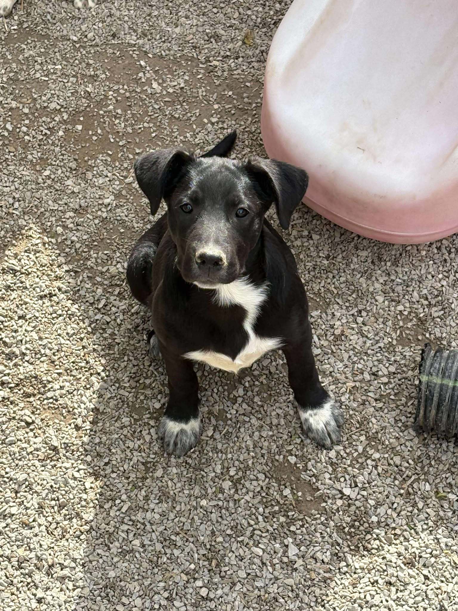 Xavier, an adoptable Shepherd, Boxer in Midway, UT, 84049 | Photo Image 2