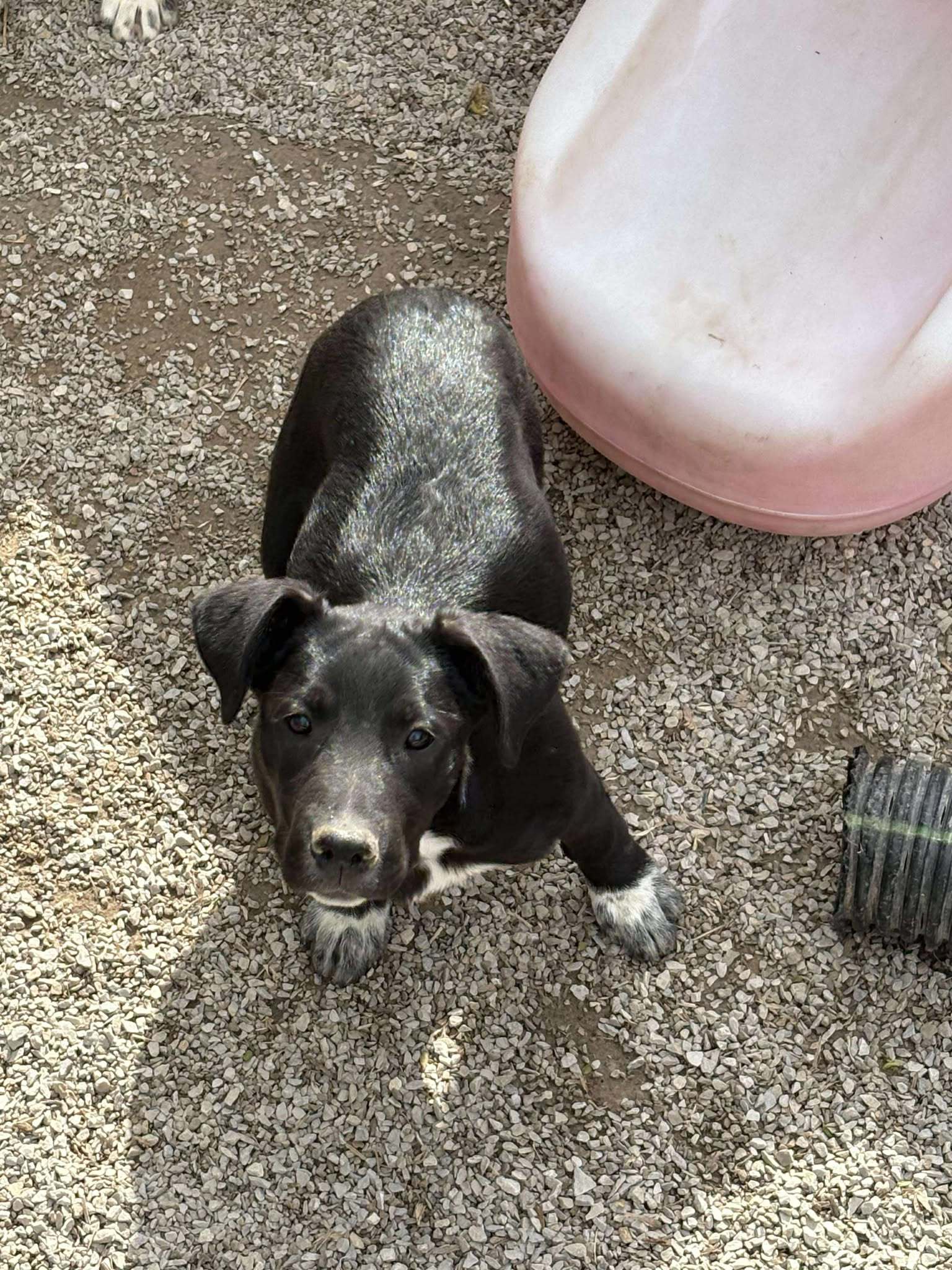Xavier, an adoptable Shepherd, Boxer in Midway, UT, 84049 | Photo Image 3