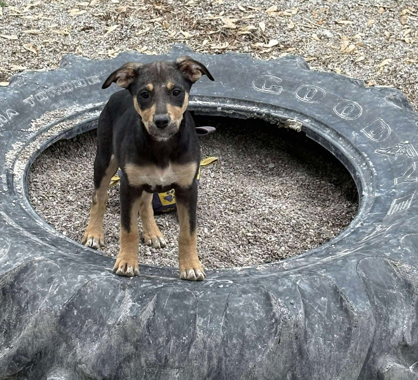 Kelce, an adoptable Shepherd, Boxer in Midway, UT, 84049 | Photo Image 1