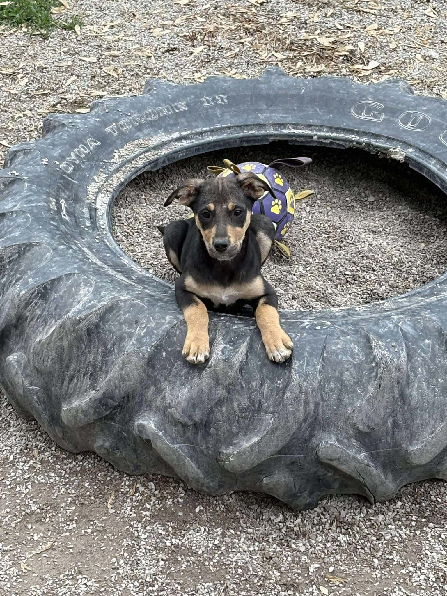 Kelce, an adoptable Shepherd, Boxer in Midway, UT, 84049 | Photo Image 2