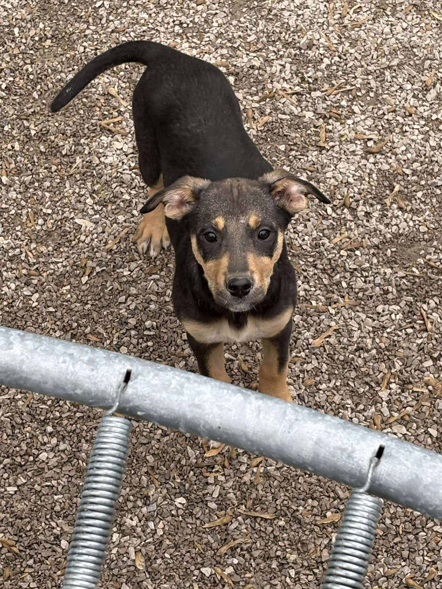 Kelce, an adoptable Shepherd, Boxer in Midway, UT, 84049 | Photo Image 3